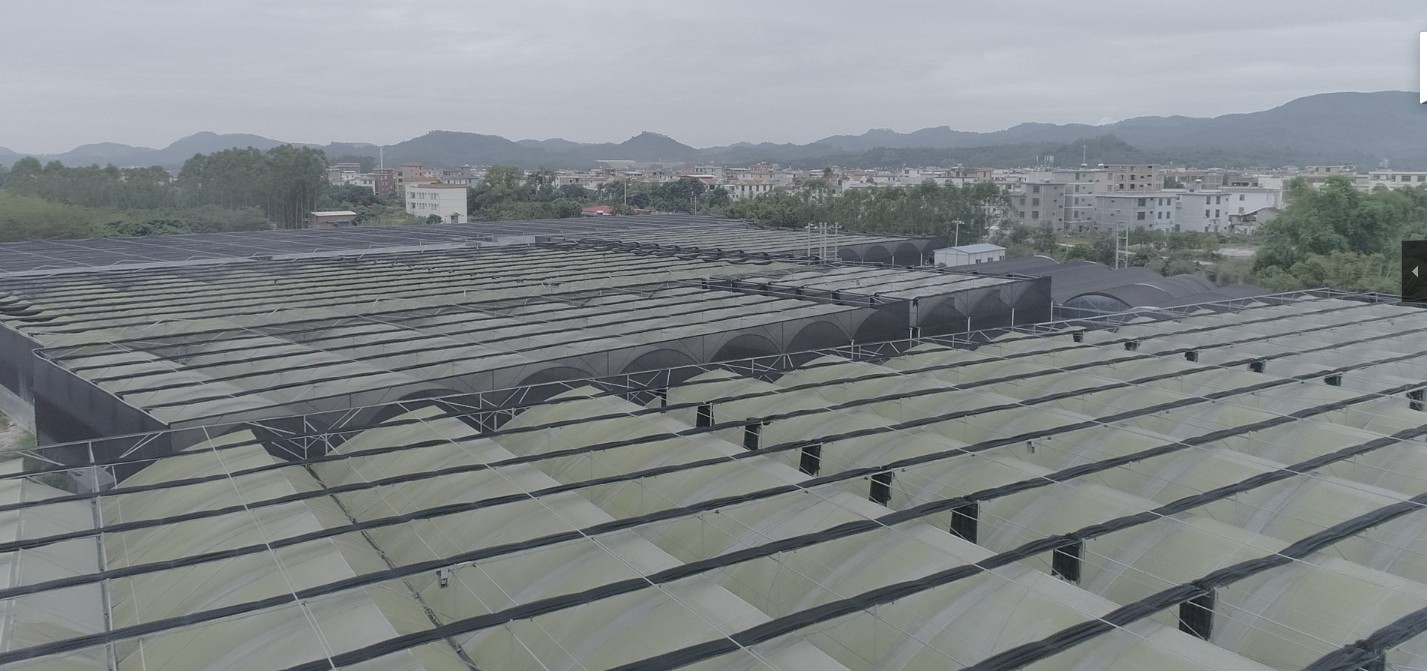 Bird view of KinoFarm greenhouses, a professional bonsai and live plant export facility