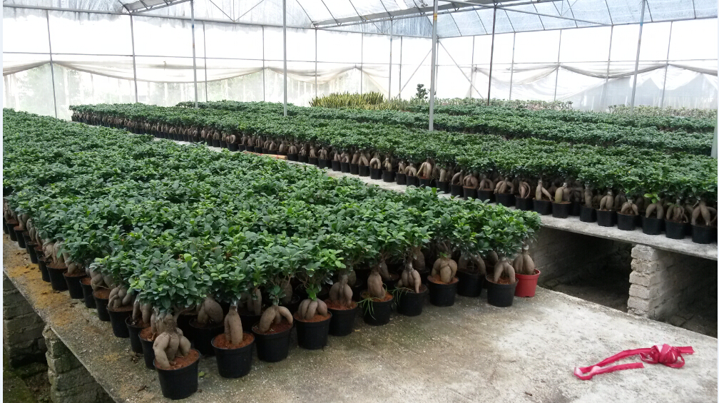 Ficus microcarpa bonsai