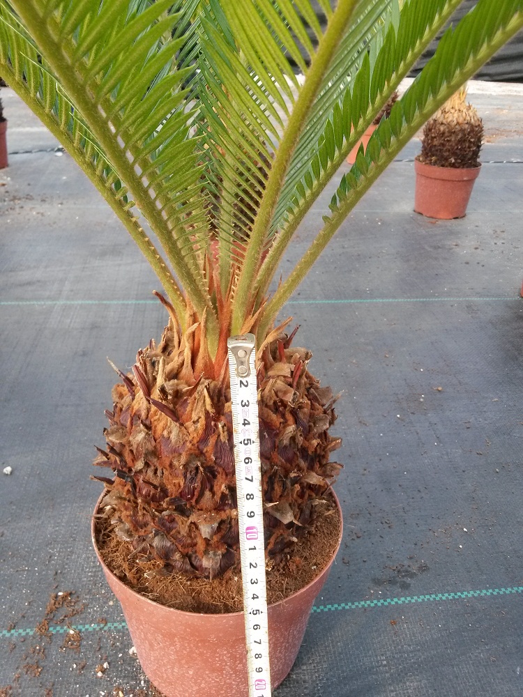 Cycas potted in Kinofarm