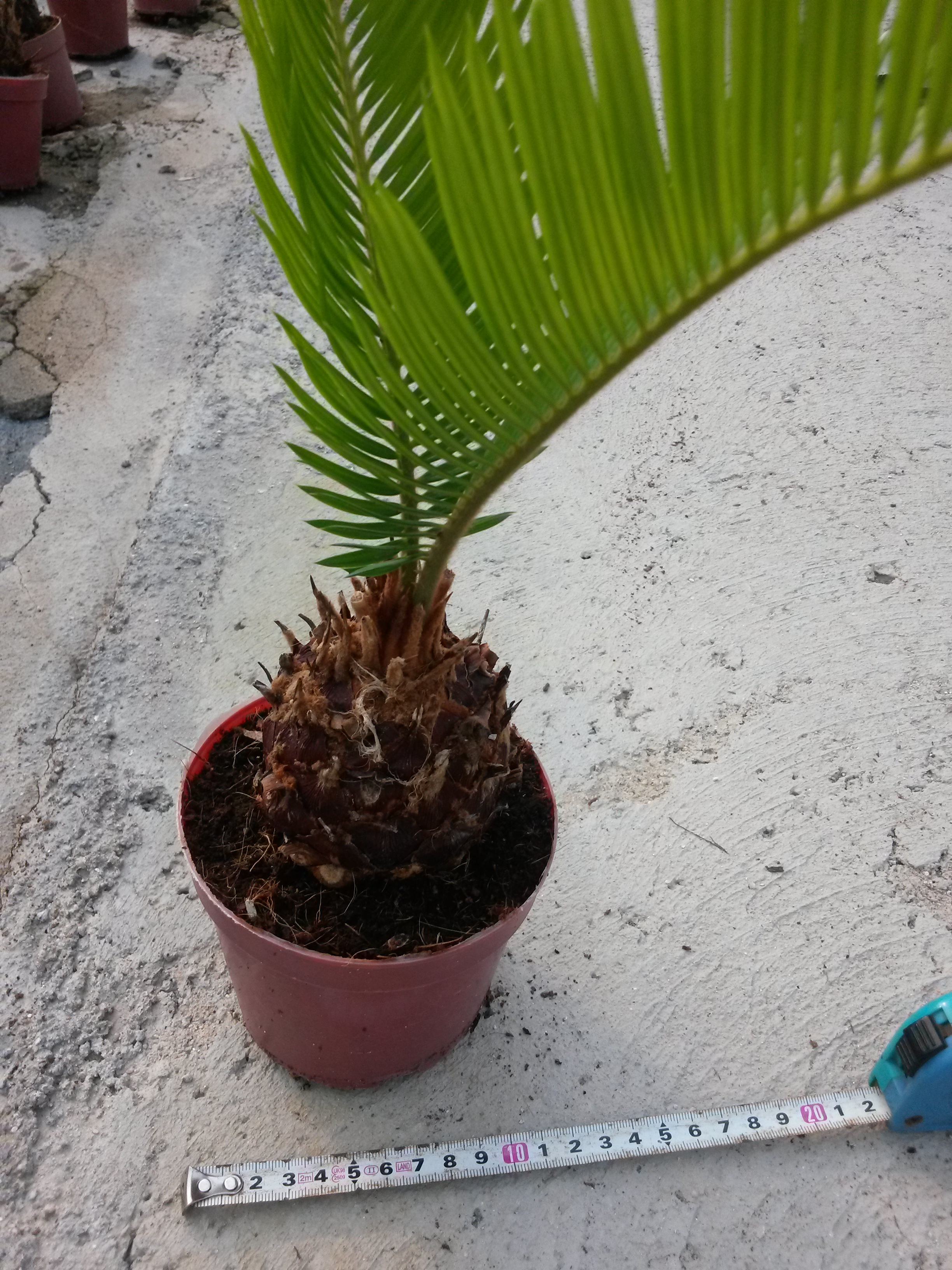Cycas revoluta