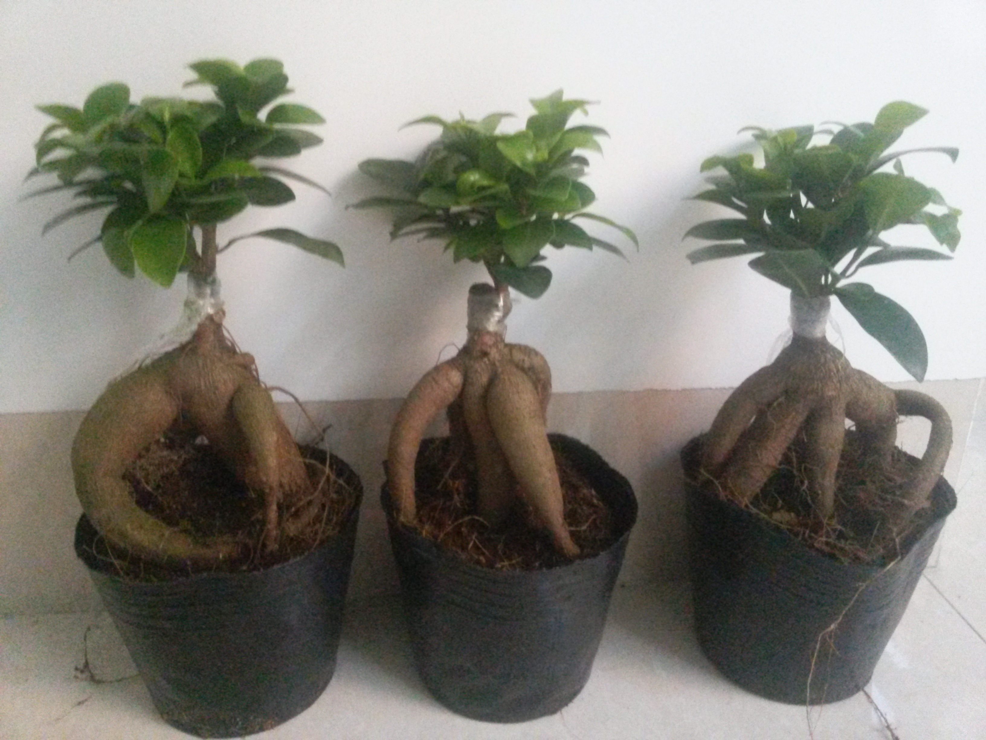 Ficus bonsai