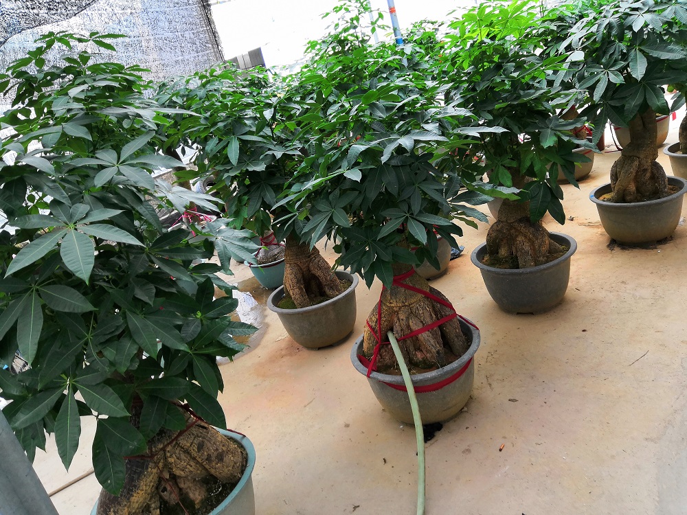 Wholesale Ficus ginseng bonsai grown at Kinofarm