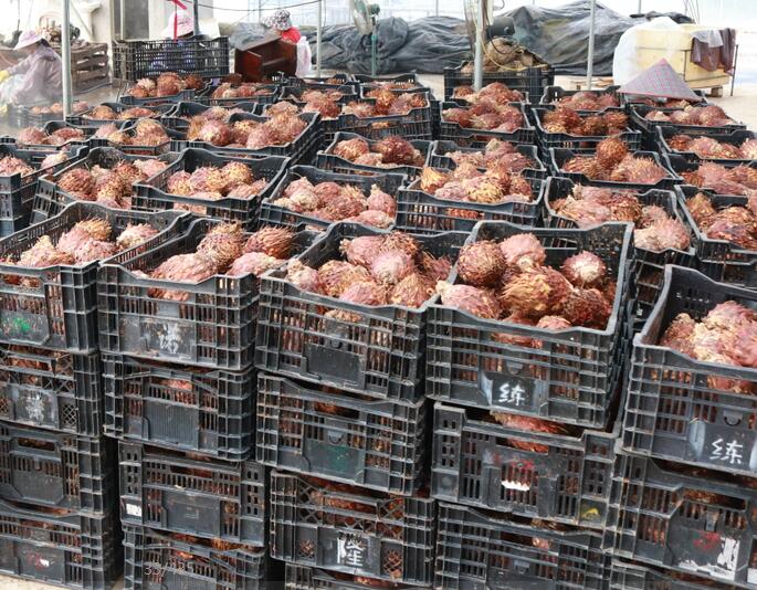 Bulk Cycas Revoluta Bulbs for Nursery & Landscape Supply