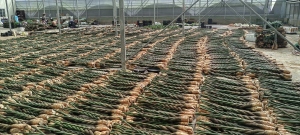 Pachira,bared roots in Kinofarm