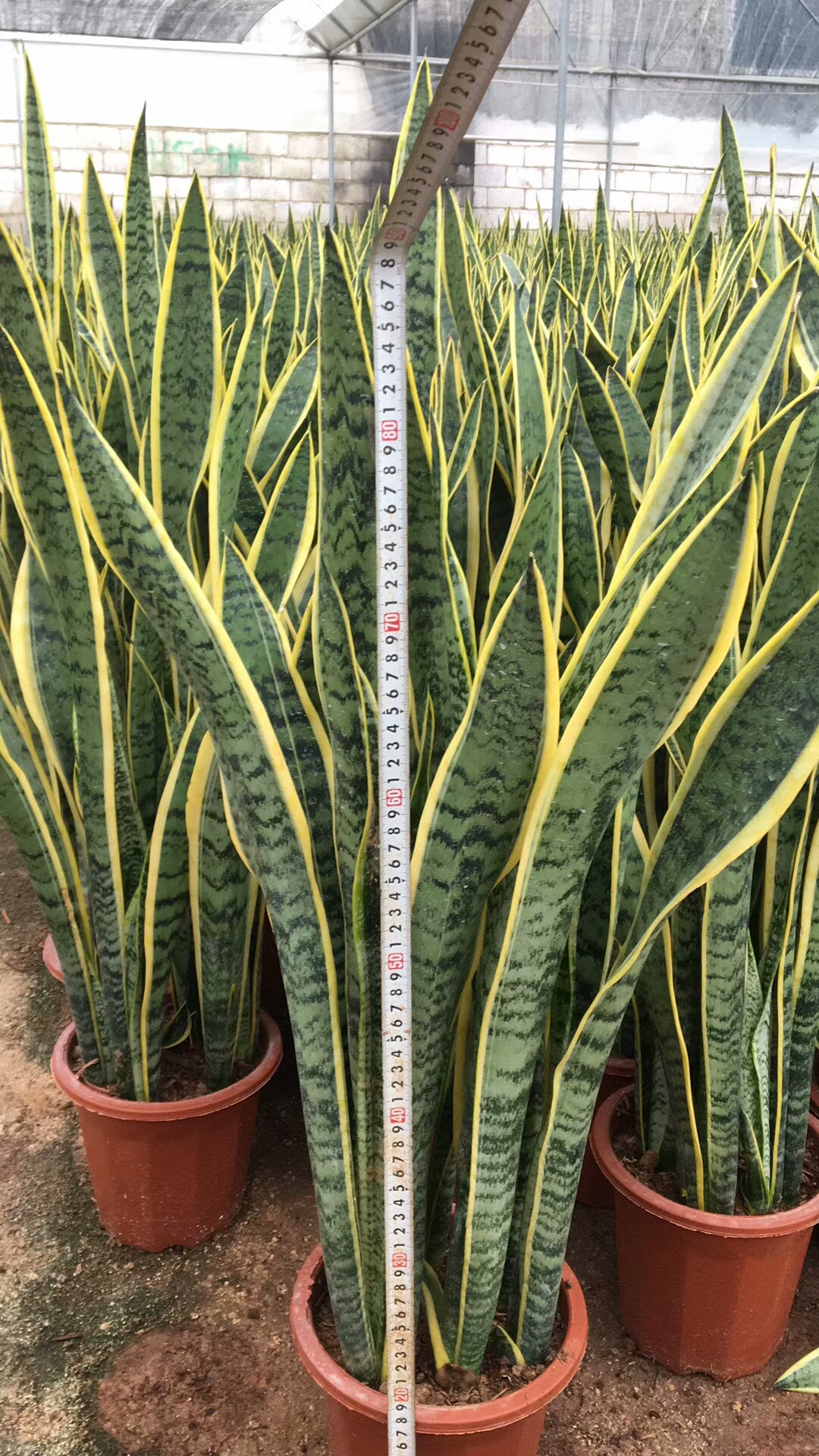 Sansevieria Laurentii