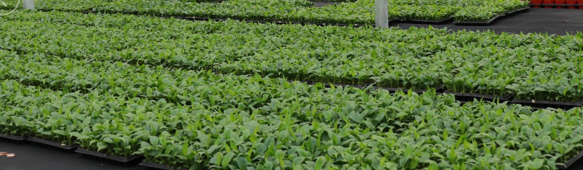 Inside of Kinofarm greenhouse