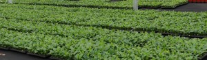 Inside of kinofarm Greenhouse