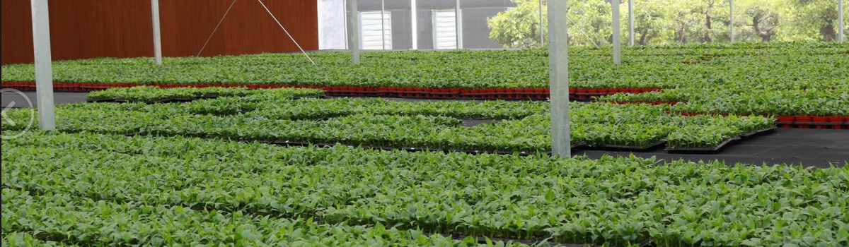 Inside Kinofarm greenhouse with export-ready plants