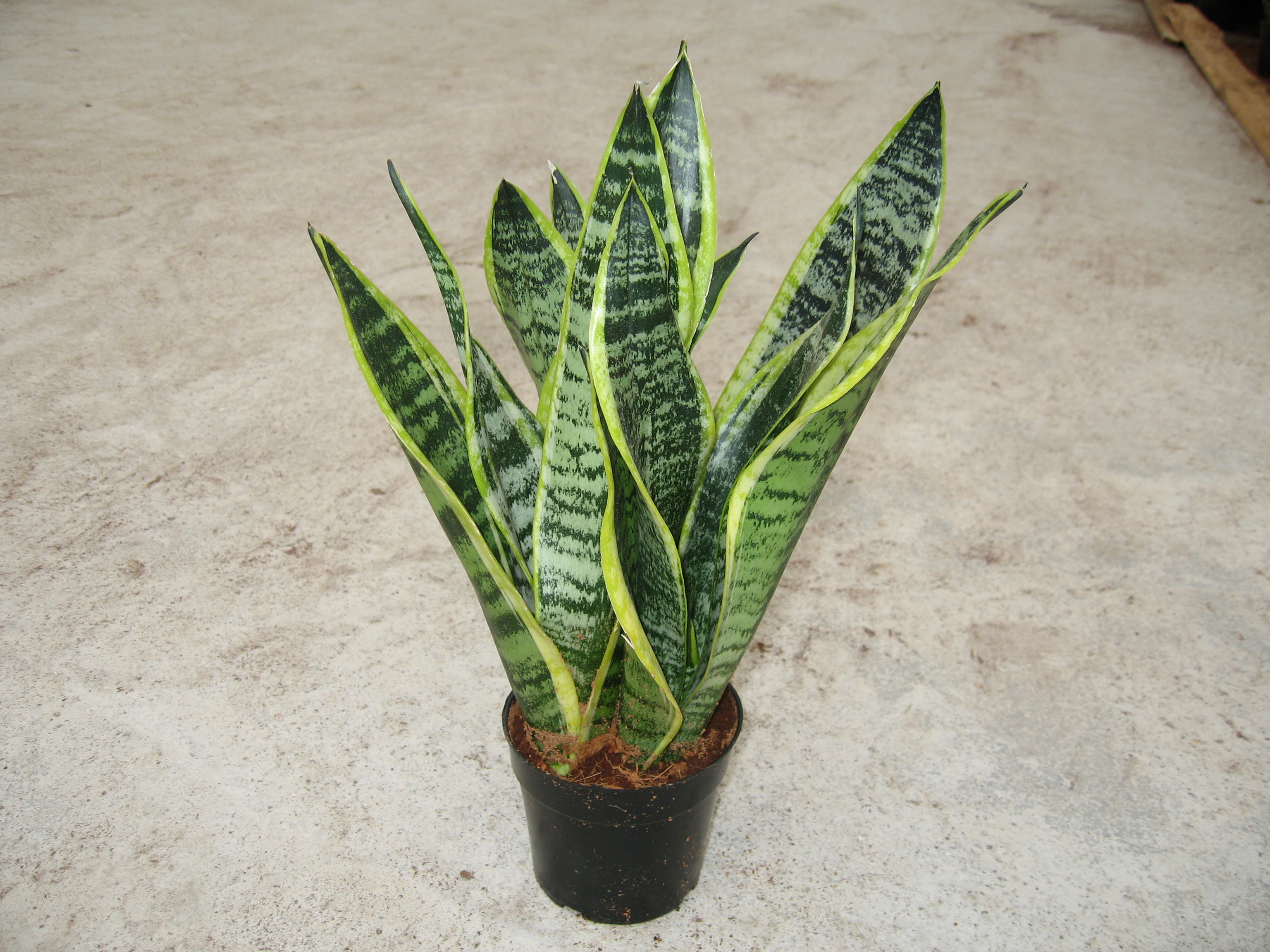 ISansevieria superba potted in KinofarmMG_0177