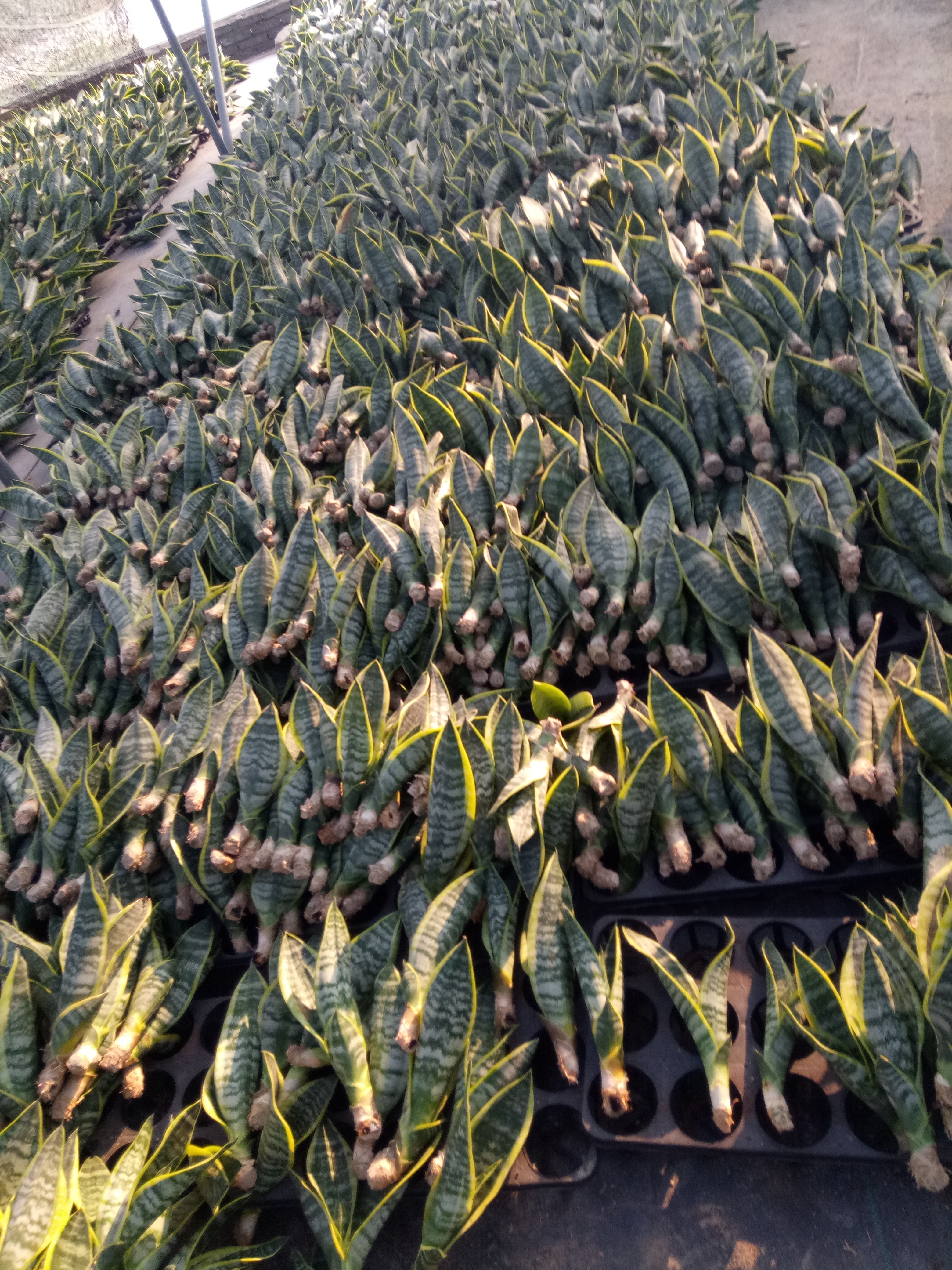 Sansevieria superba Baredroots in Kinofarm