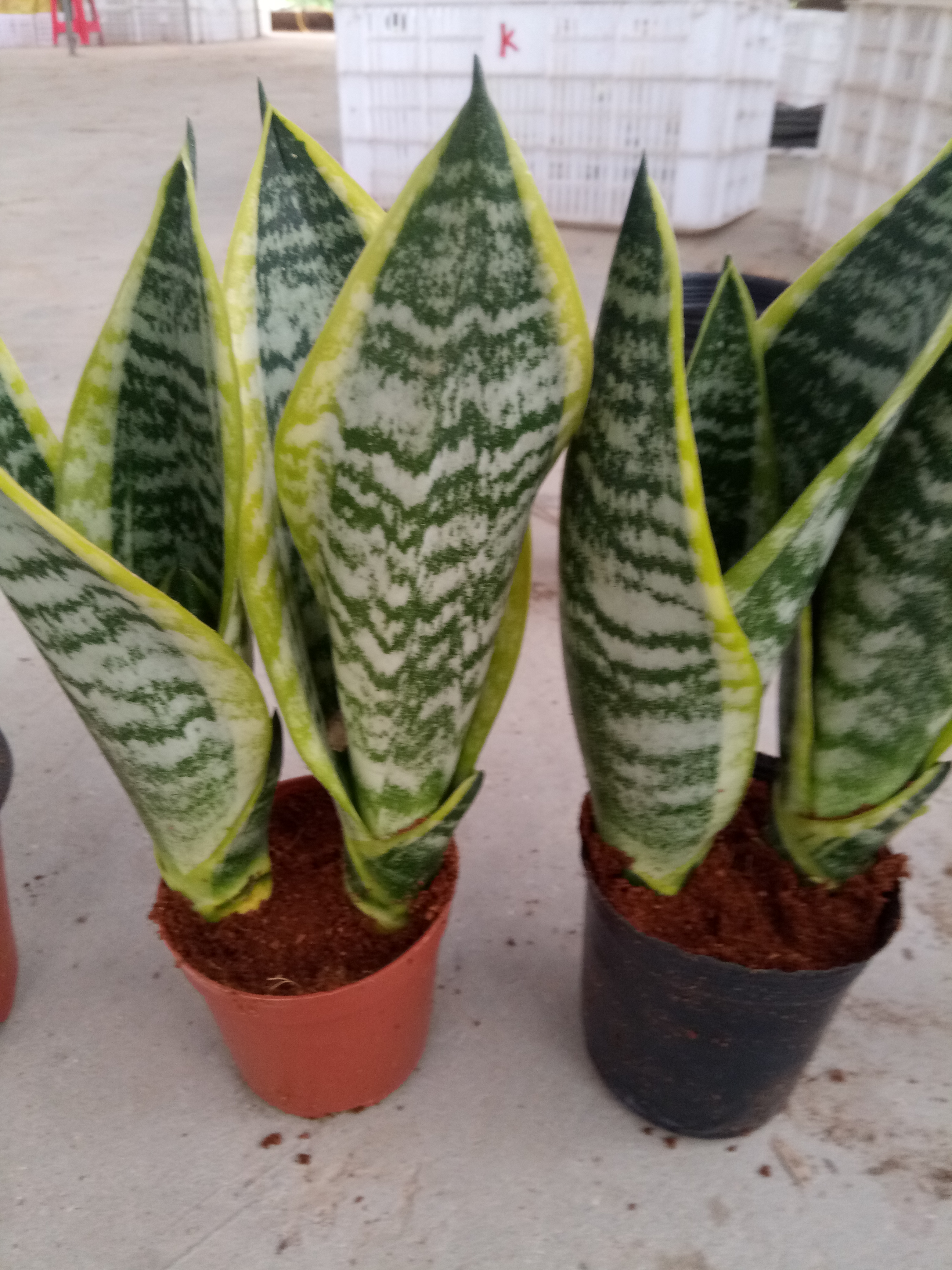 Sansevieria superba potted in Kinofarm
