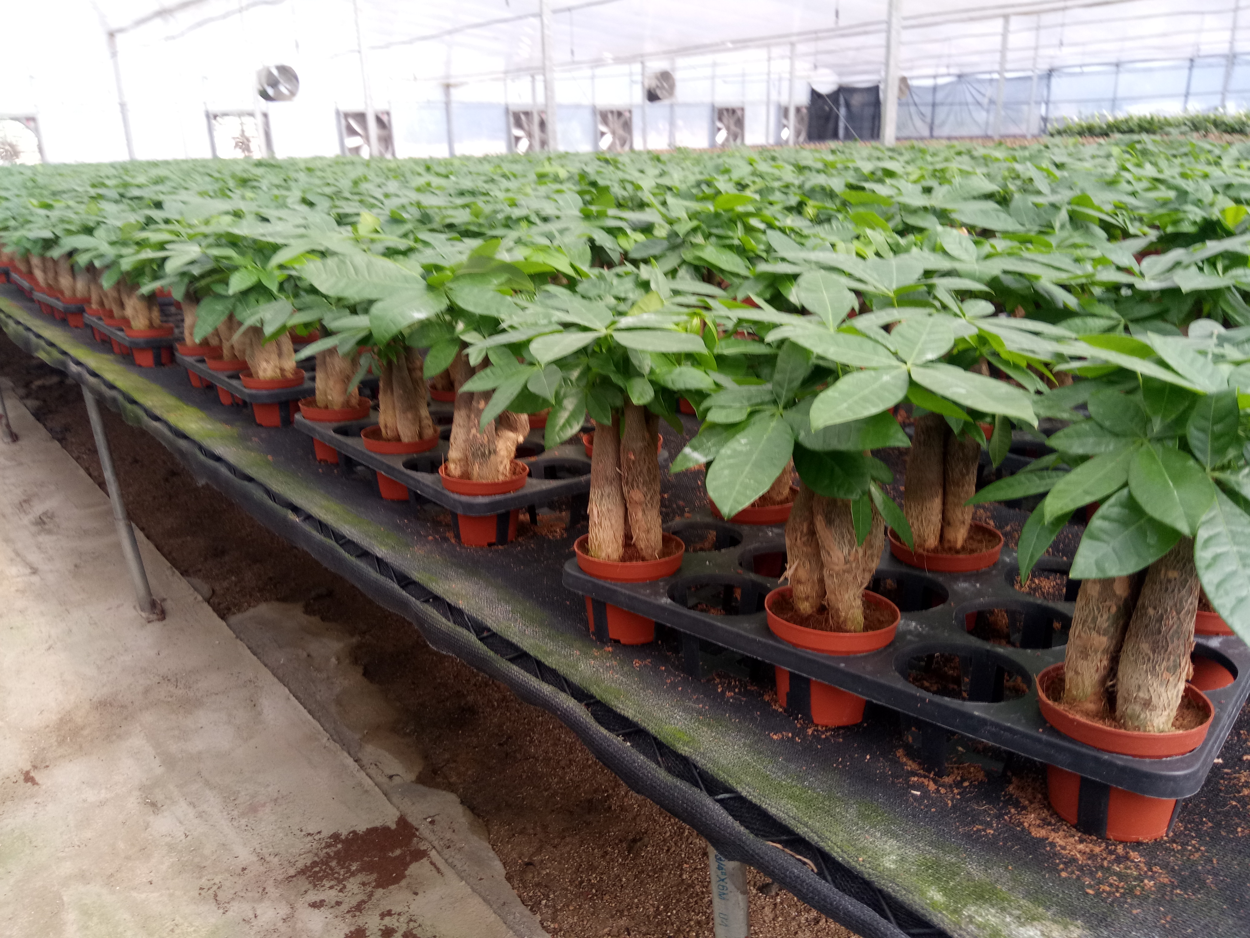 Pachira money trees growing in KinoFarm greenhouse, a key wholesale indoor bonsai and ornamental plant line