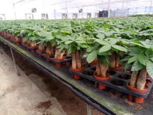 Pachira, Moany trees in Kinofarm green house