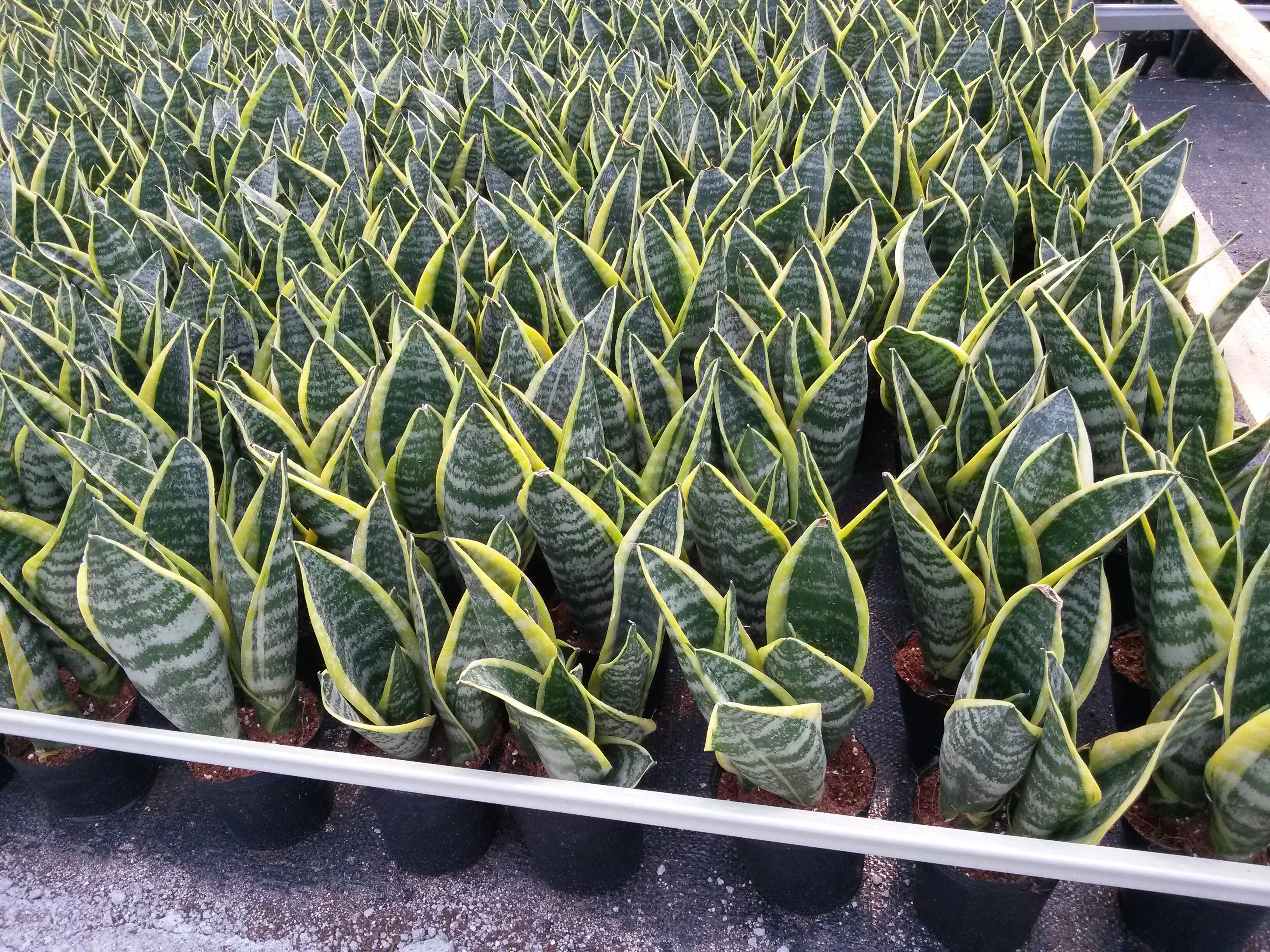 Sansevieria superba potted in Kinofarm