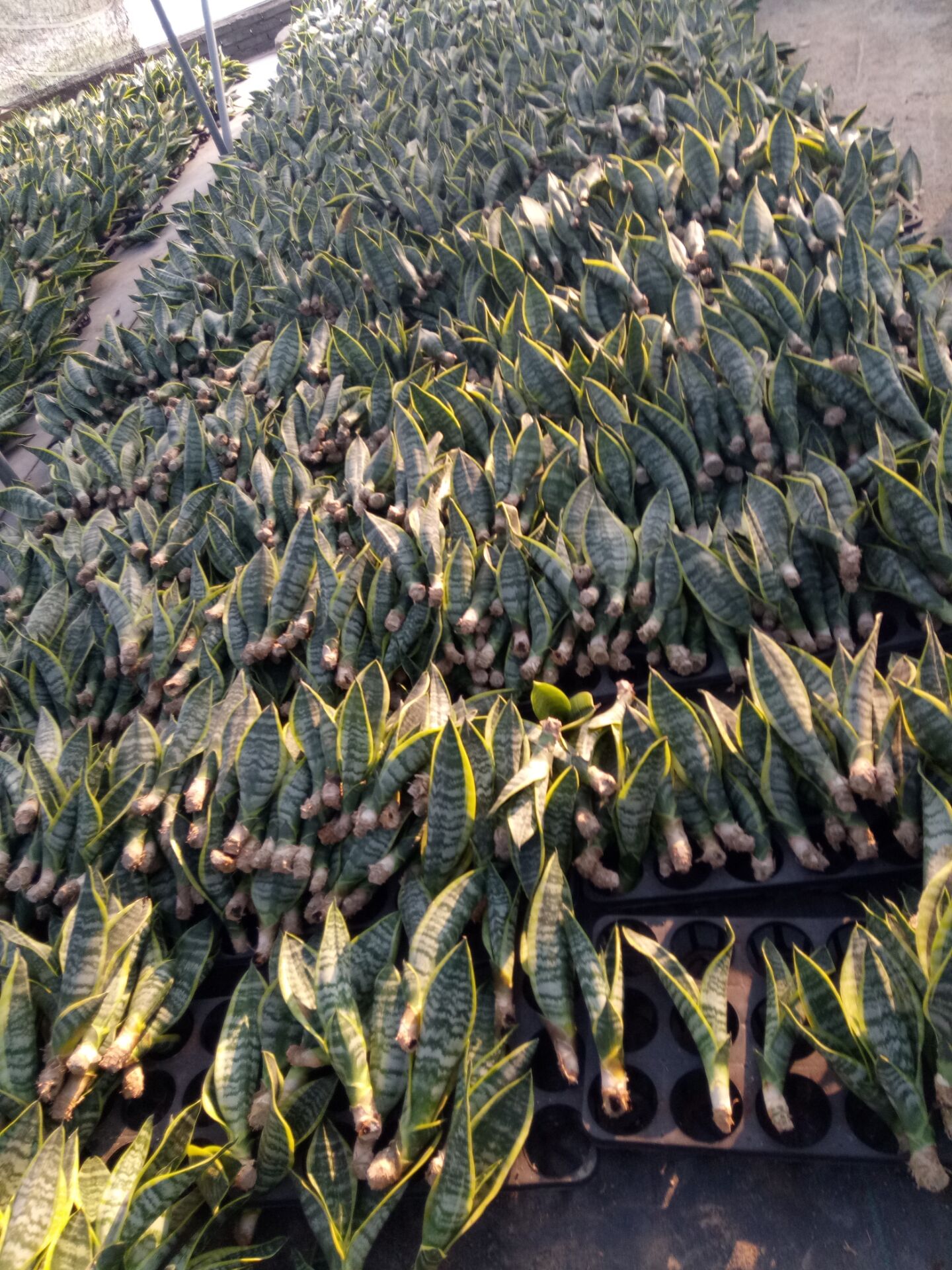 Sansevieria superba Baredroots in Kinofarm