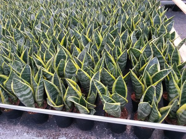 Sansevieria superba potted close-up