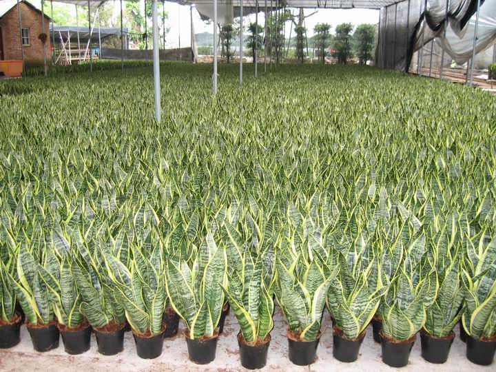 Sansevieria superba