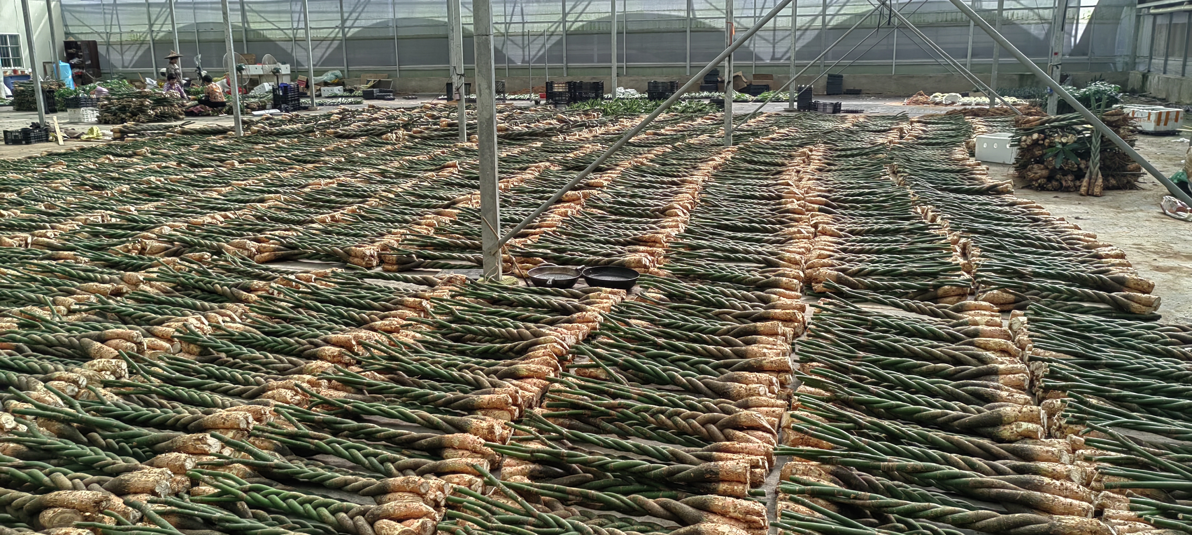 Pachira bonsai with exposed roots at KinoFarm nursery, indicating export preparation