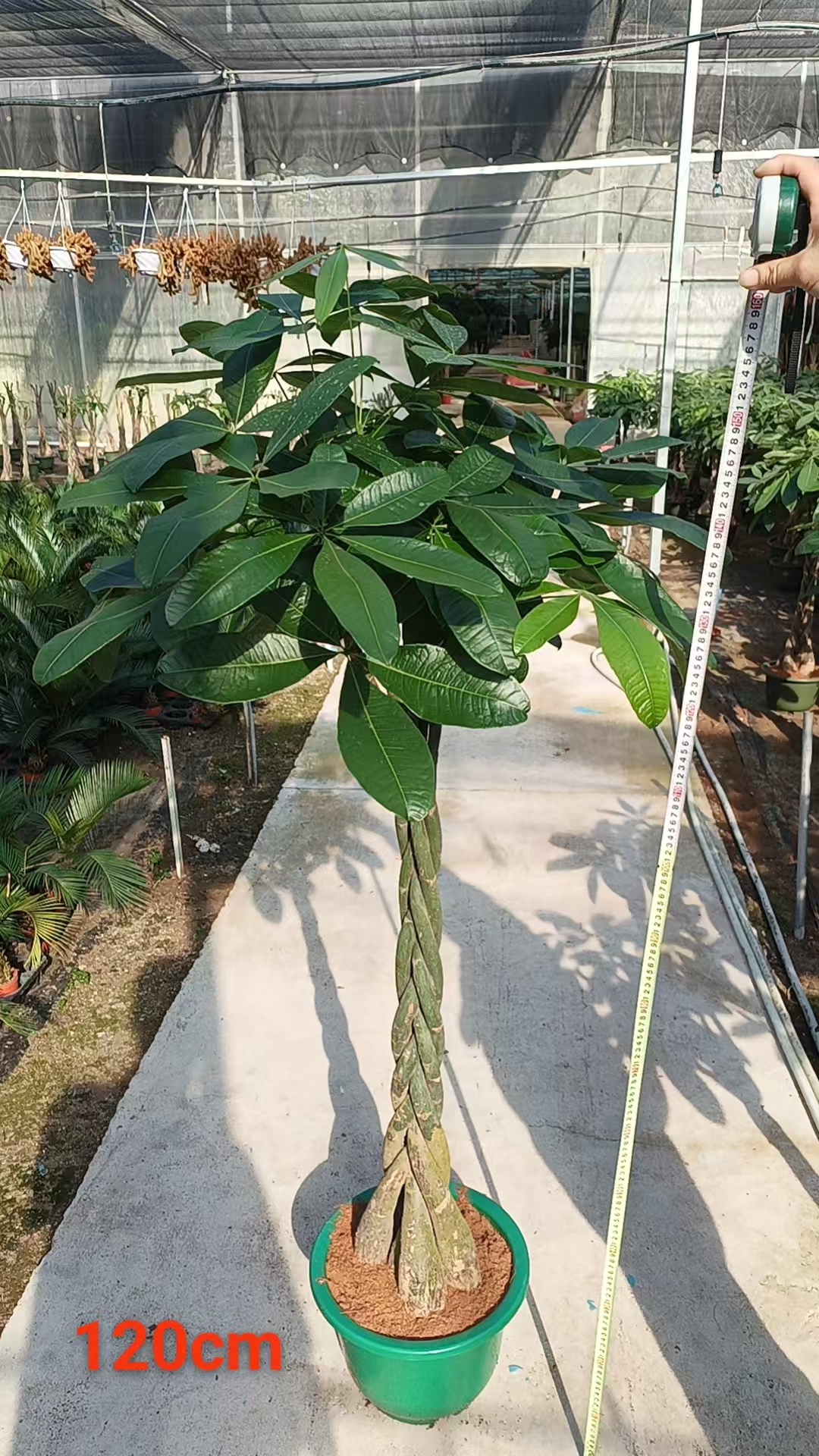 Pachira 5 braids 150cm tall
