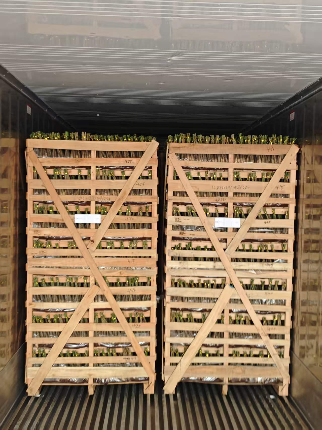 Pachira 4 braids packed in reefer container