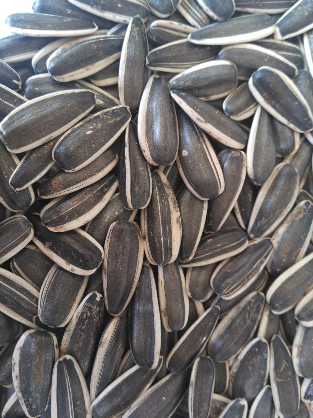 Sunflower Seeds 363
