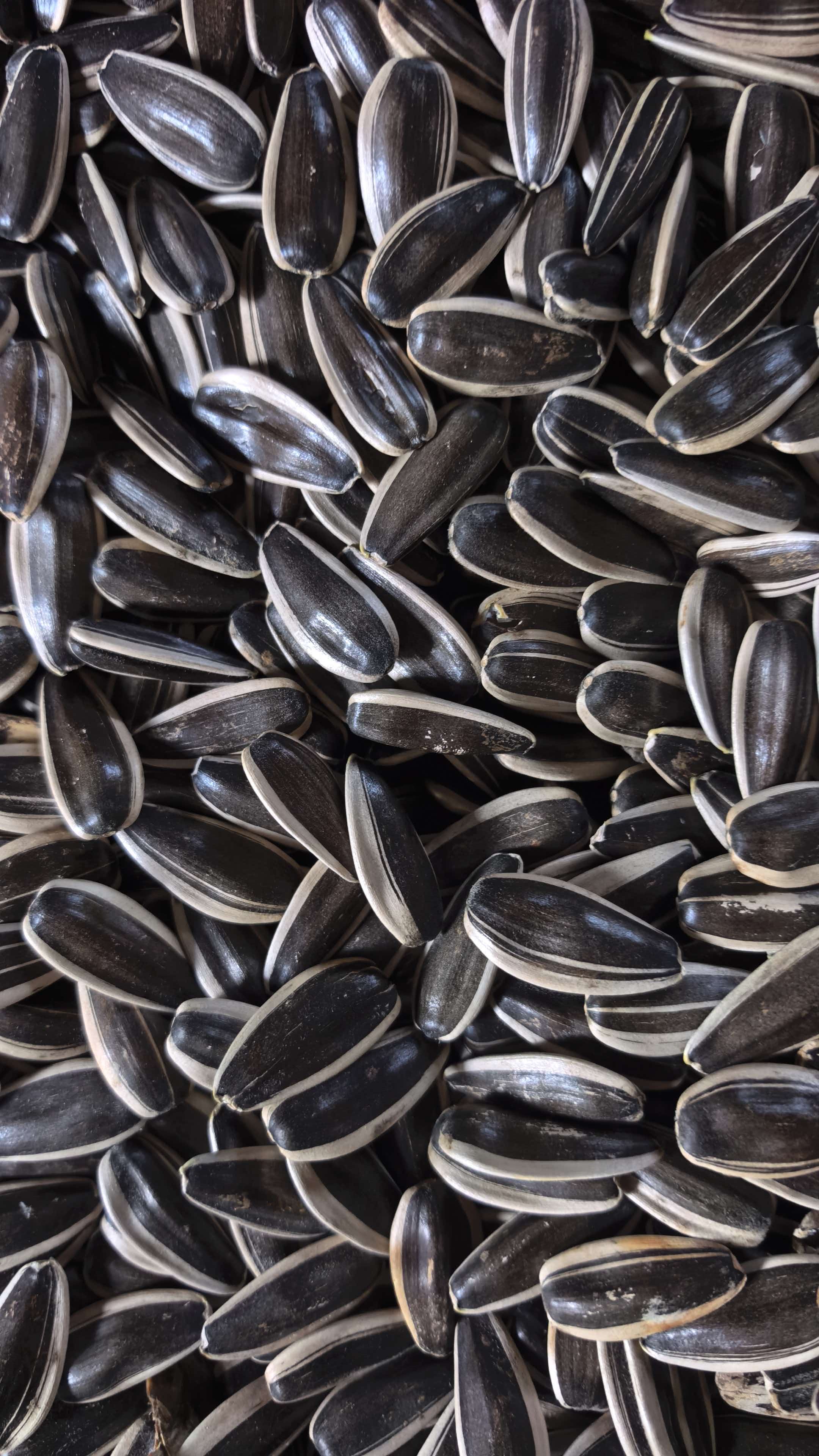 Sunflower Seeds 363