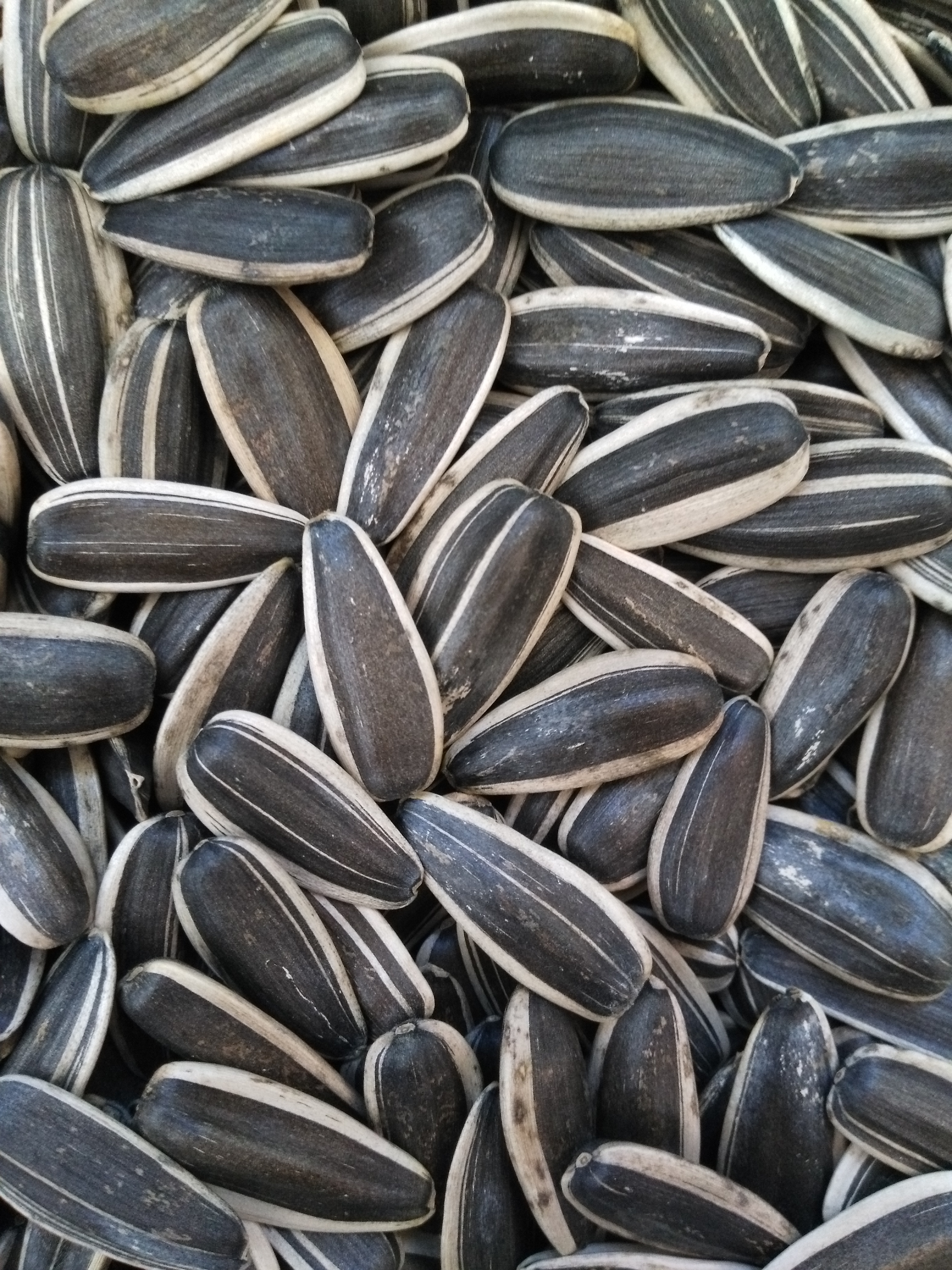 Sunflower Seeds 363
