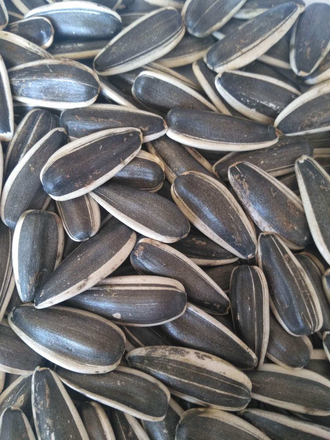 Sunflower Seeds 363