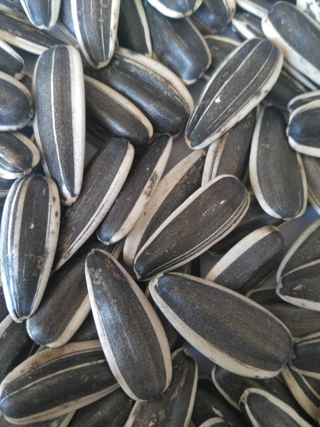 Sunflower Seeds 363