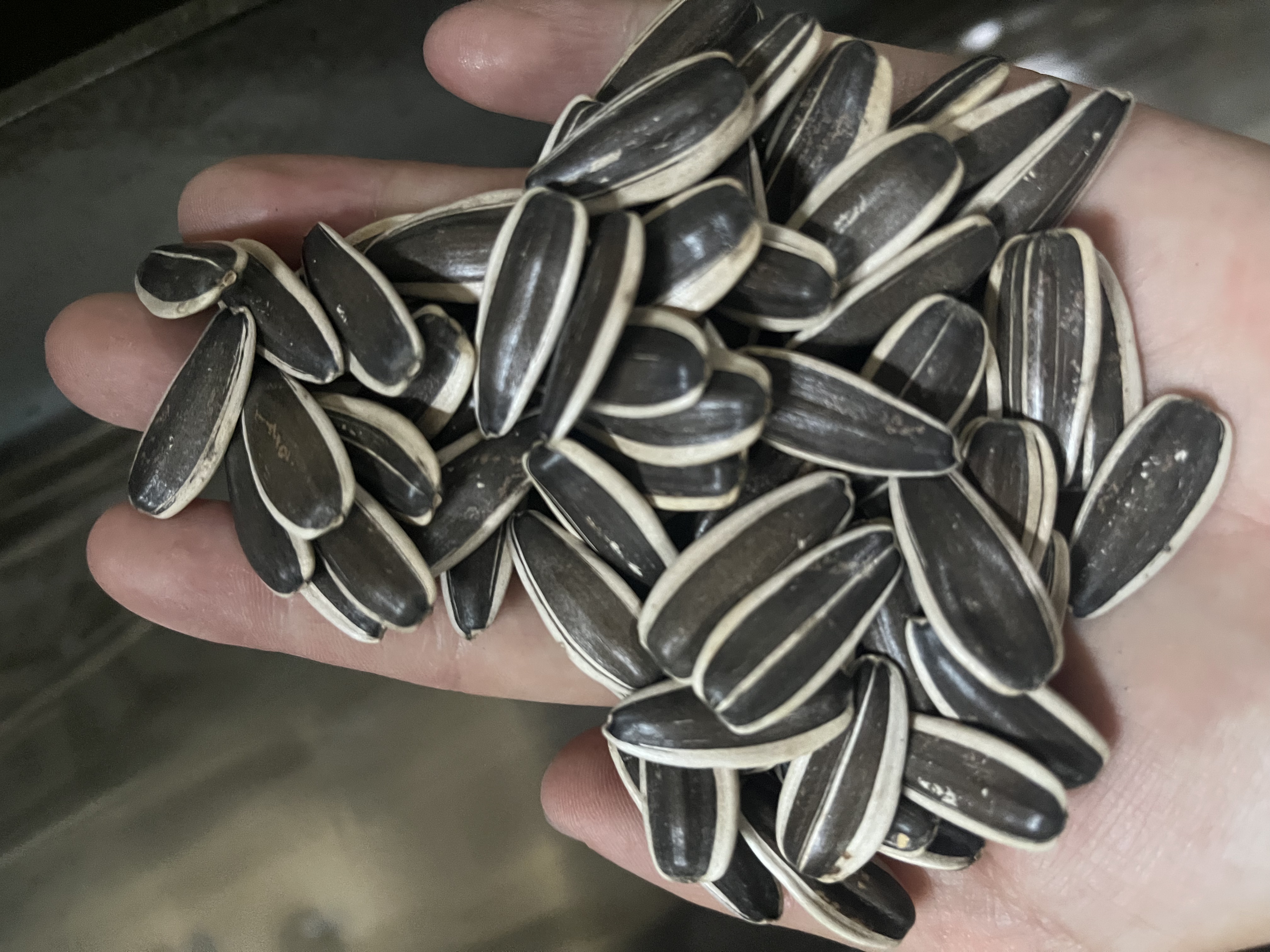 Sunflower Seeds 363