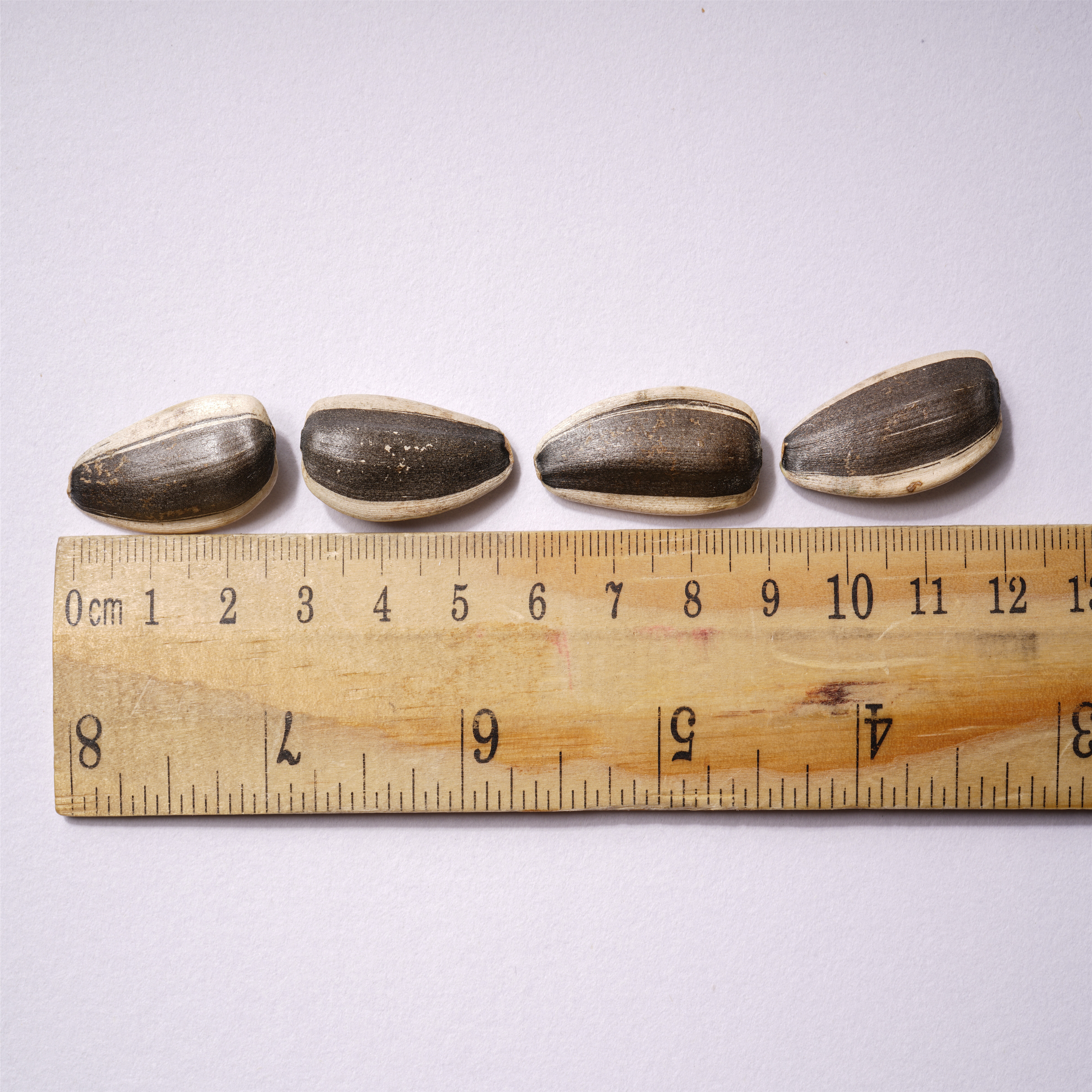 Sunflower Seeds 363