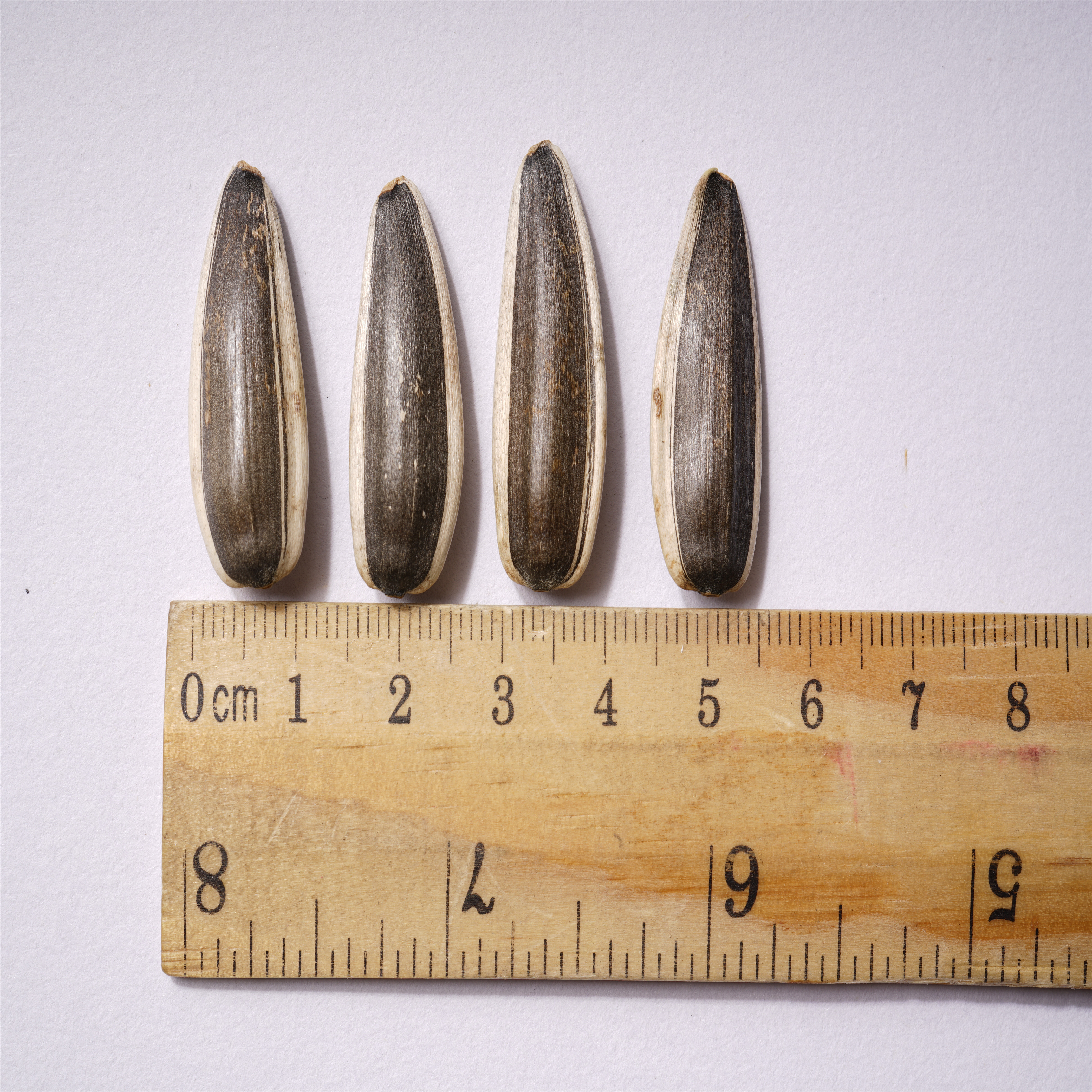 Sunflower Seeds 363