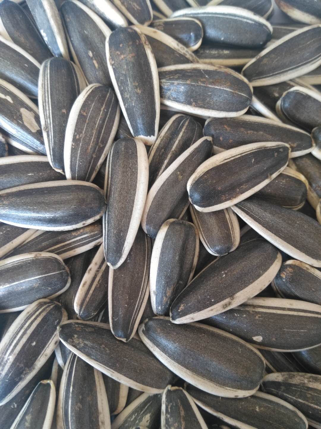 Sunflower Seeds 363