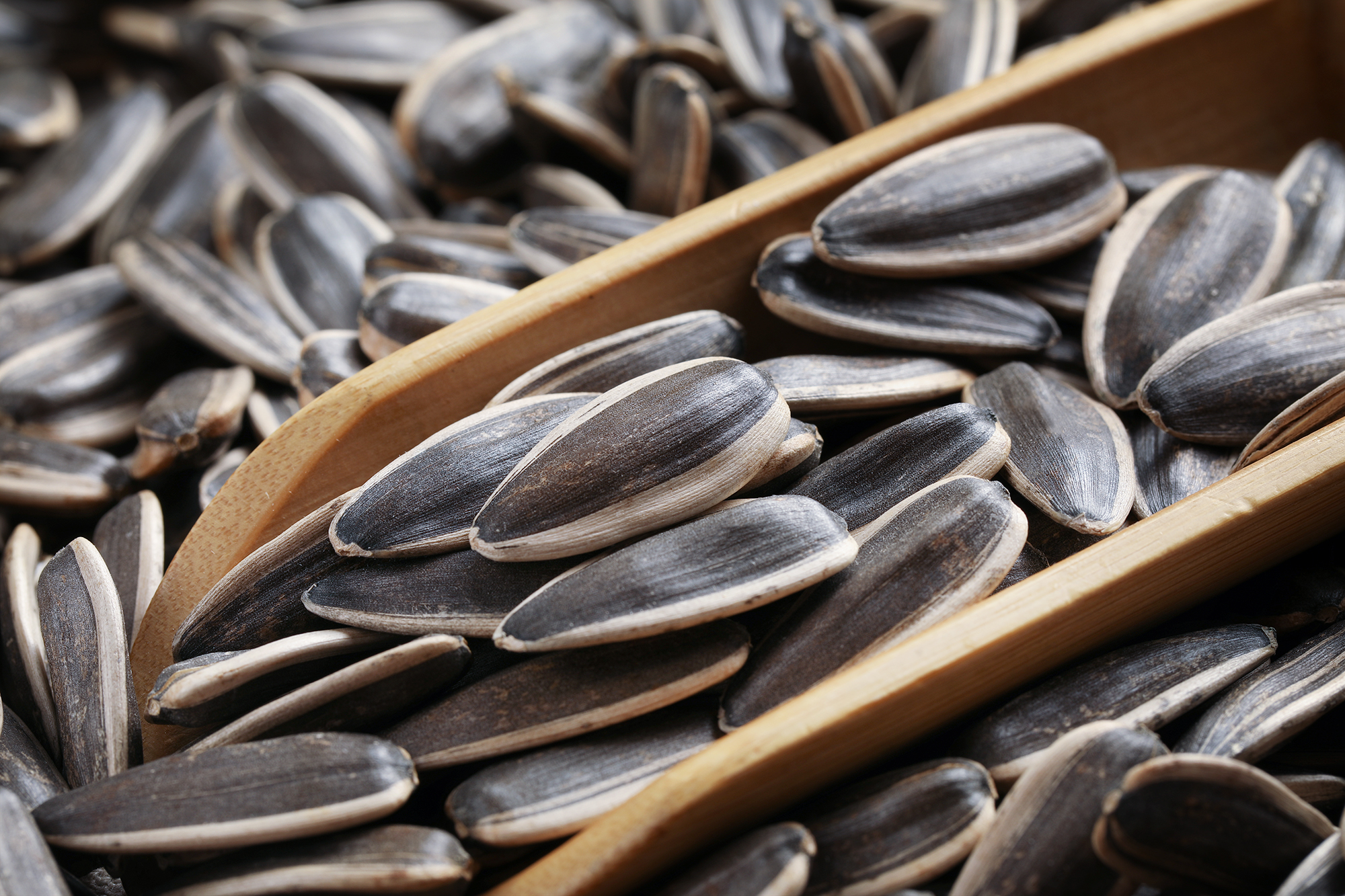 Sunflower Seeds 361