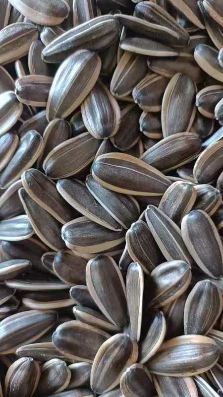 Sunflower Seeds 361