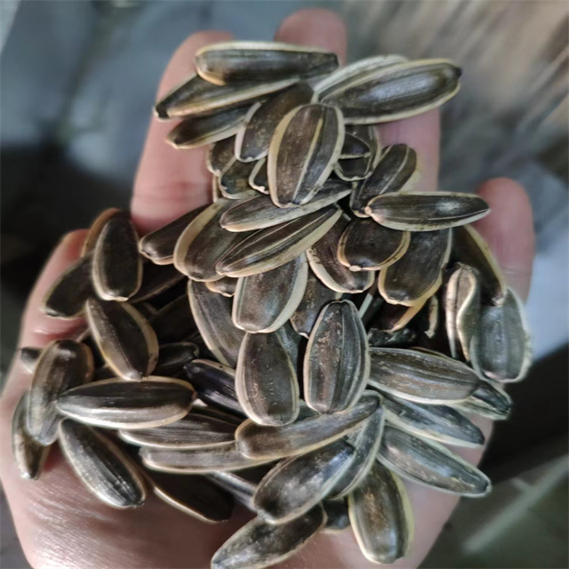Sunflower Seeds 361 