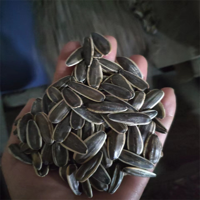 Sunflower Seeds 361 