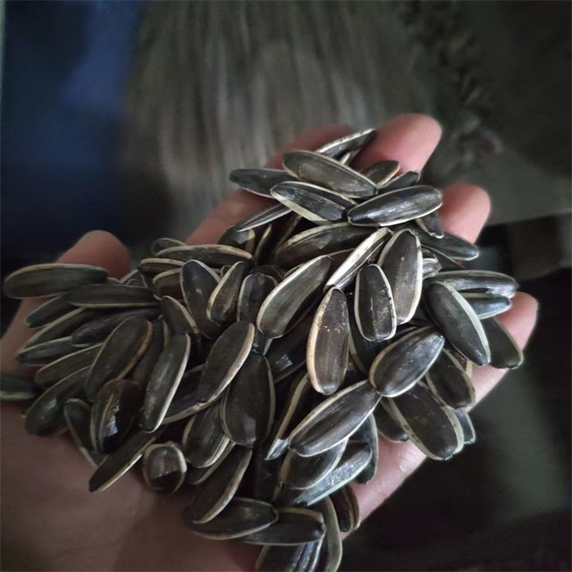 Sunflower Seeds 361 