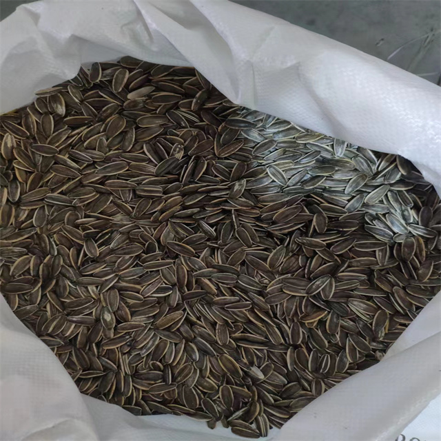 Sunflower Seeds 361 