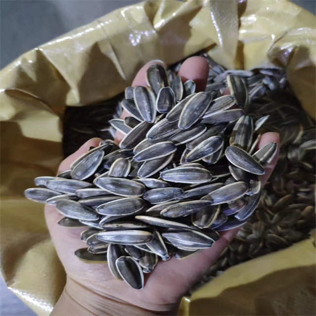 Sunflower Seeds 361 