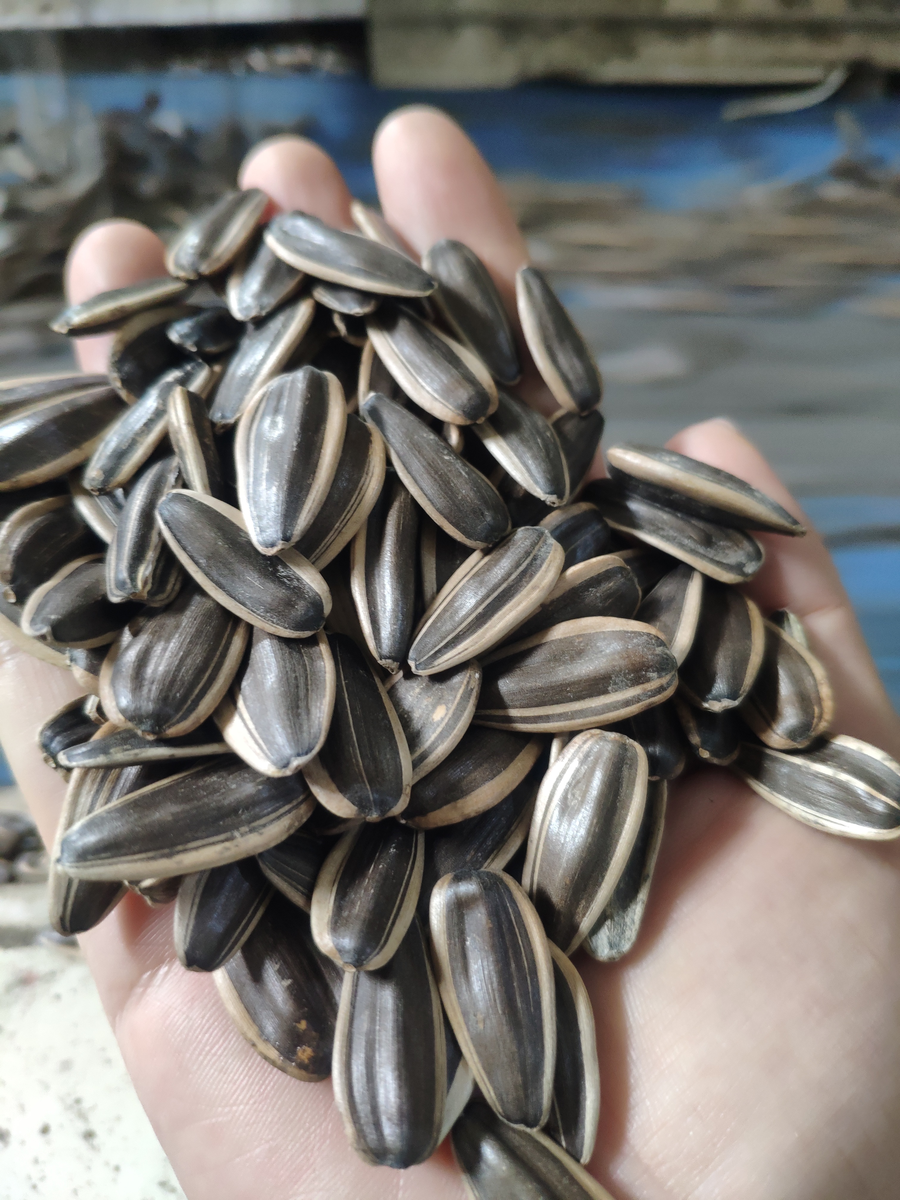 Sunflower Seeds 361