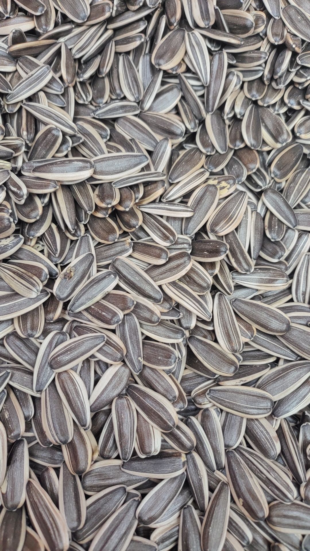 Sunflower Seeds 361