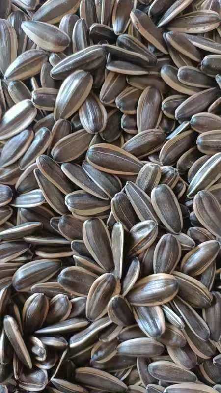 Sunflower Seeds 361