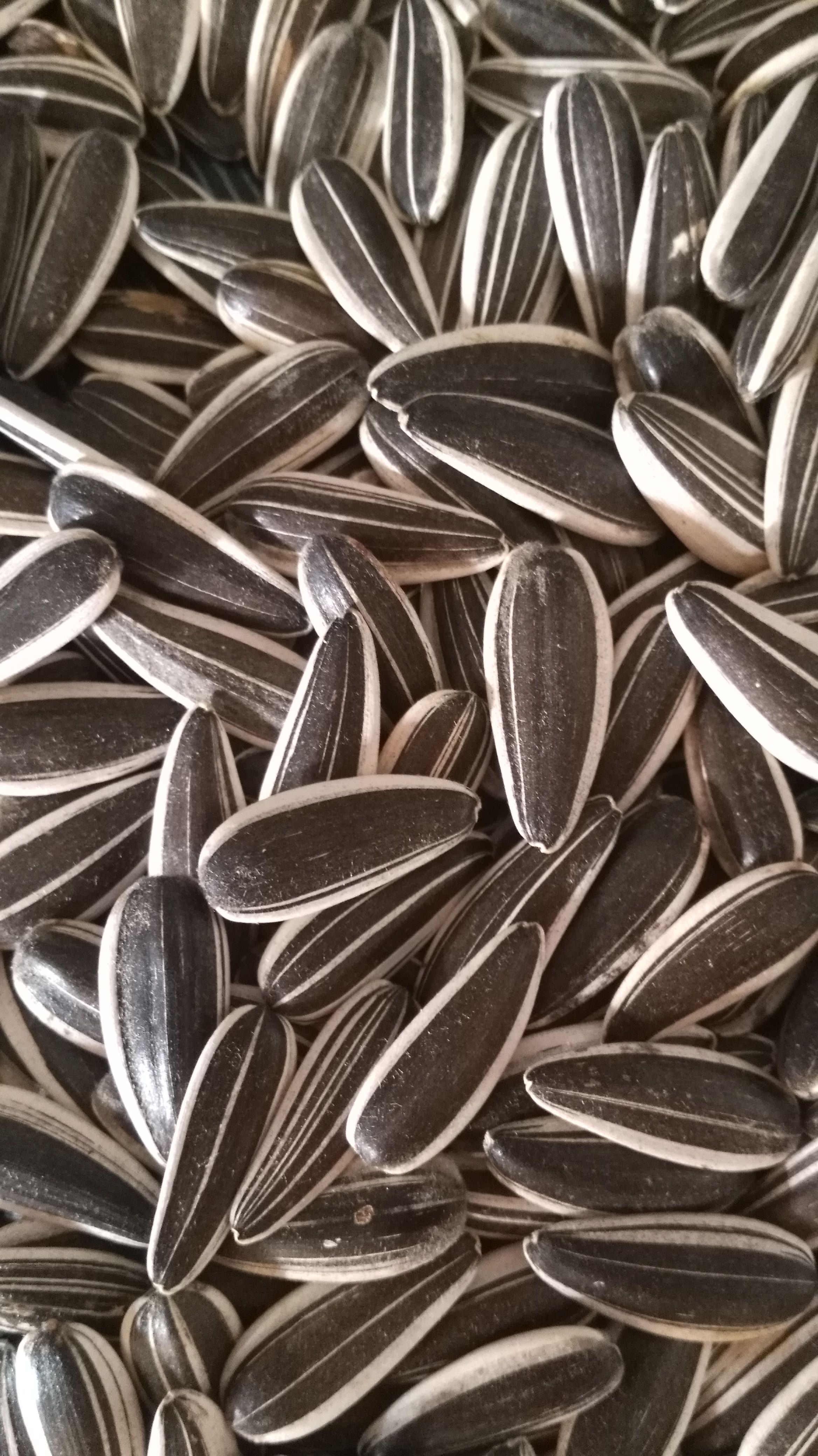 Sunflower Seeds 601