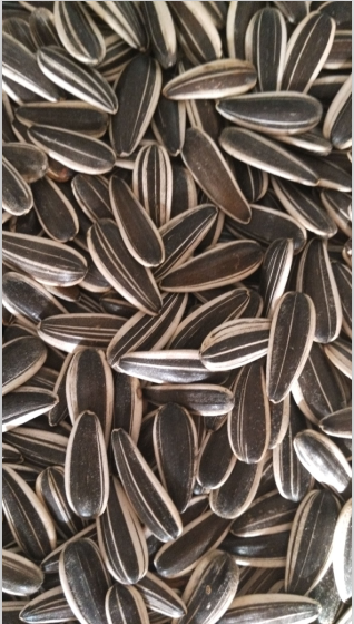 Sunflower Seeds 601