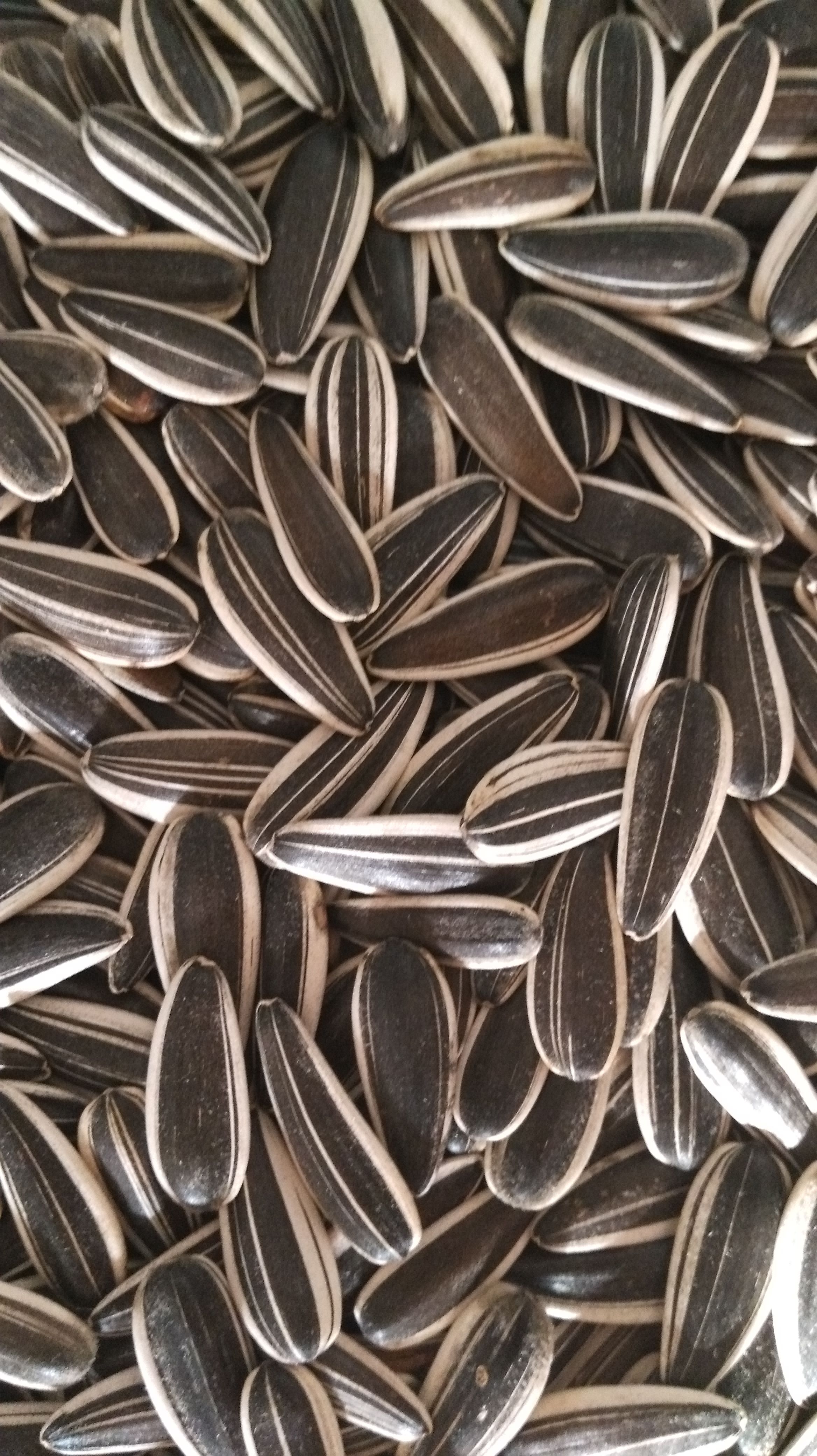 Sunflower Seeds 601