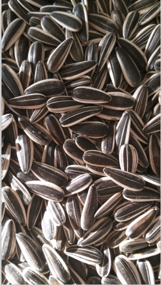 Sunflower Seeds 601
