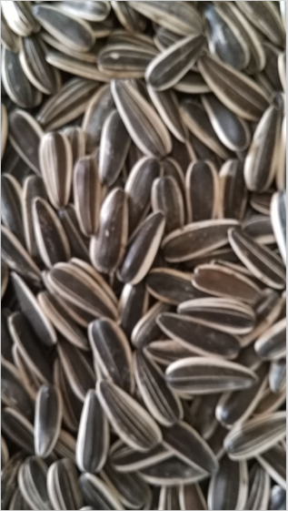 Sunflower Seeds 601