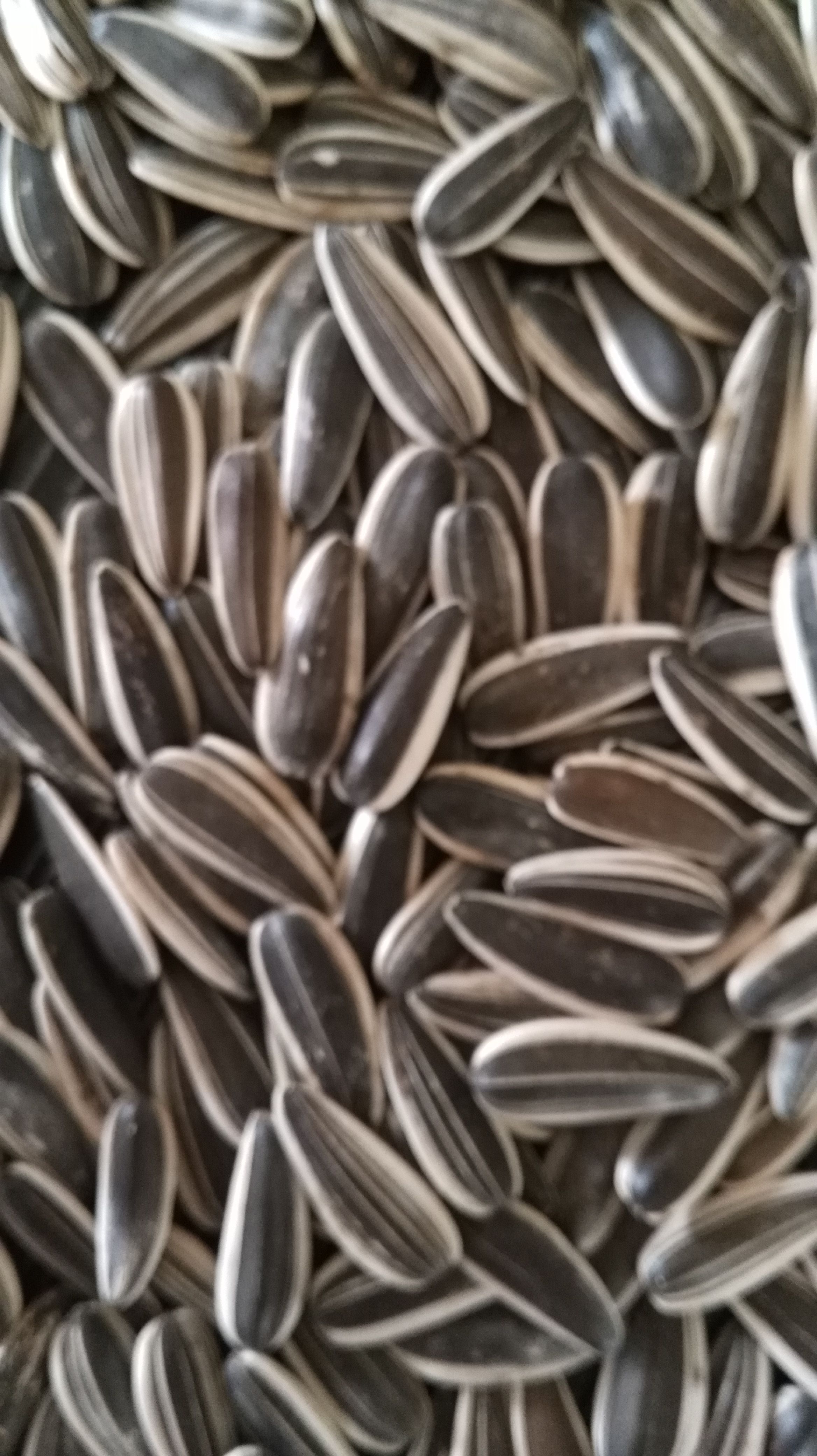 Close-up of sunflower seeds 601