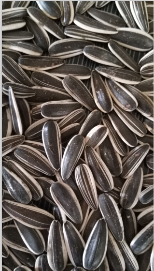 Sunflower Seeds 601